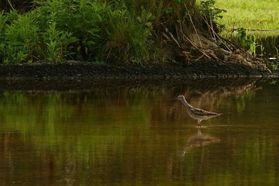 Bird flying over lake