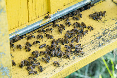 Close-up of bee on yellow wall