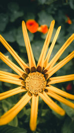 Close-up of yellow flowering plant