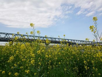 Plants growing on field against cloudy sky