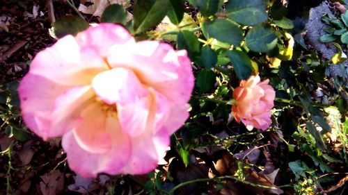 Close-up of pink rose flower