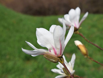 Close-up of white flowers