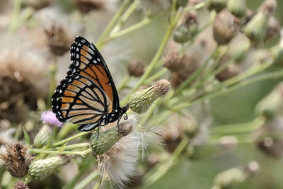 Close-up of butterfly pollinating on flower