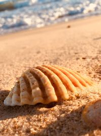 Close-up of shell on sand