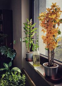 Close-up of potted plant on table at home