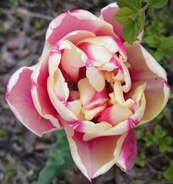 Close-up of pink rose