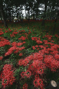 Red flowering trees in forest