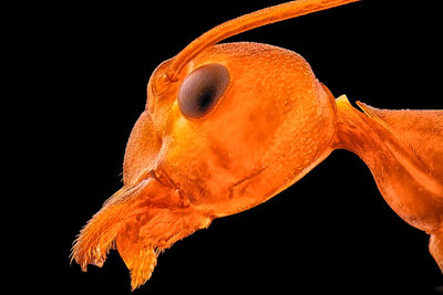 Close-up of orange jellyfish against black background