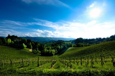 Scenic view of vineyard against sky