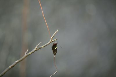 Close-up of plant