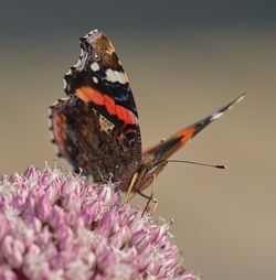 Close-up of butterfly pollinating on flower