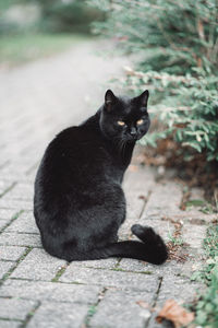 Portrait of black cat sitting outdoors