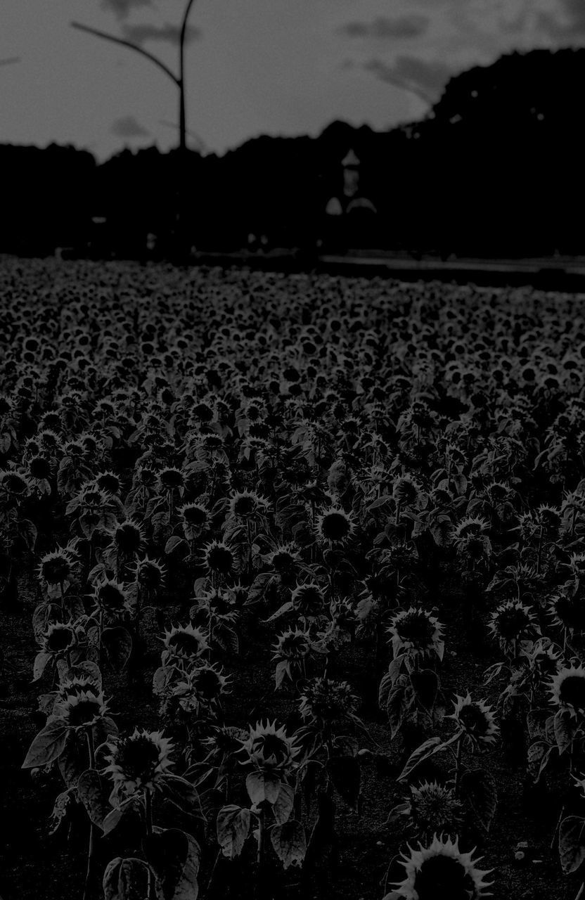 SILHOUETTE PEOPLE STANDING ON FIELD AGAINST SKY AT SUNSET