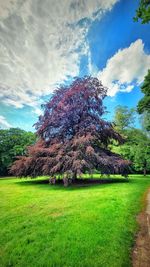 Trees on field against sky