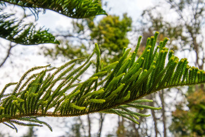 Close-up of pine tree