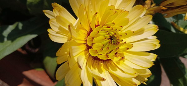 Close-up of yellow flowering plant