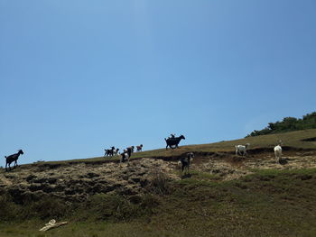 Horses grazing on landscape against clear blue sky