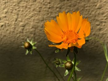 Close-up of yellow flower blooming outdoors