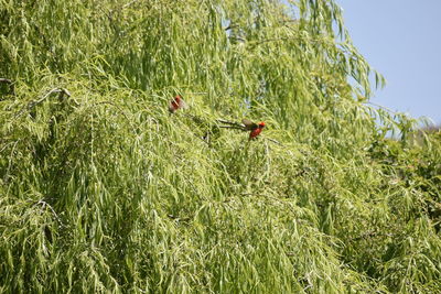 Bird perching on a field