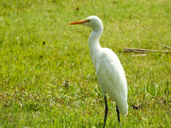 Bird on field