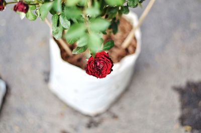 Close-up of rose bouquet