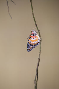 Close-up of butterfly on leaf