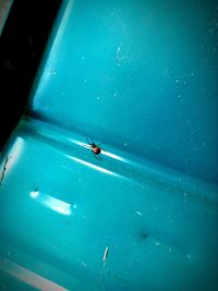 High angle view of housefly