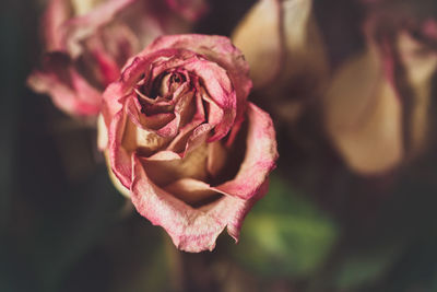 Close-up of red rose outdoors