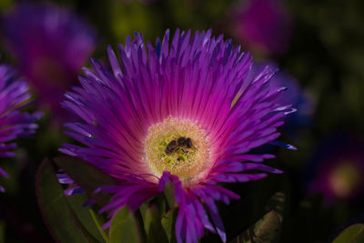 Close-up of purple flowering plant