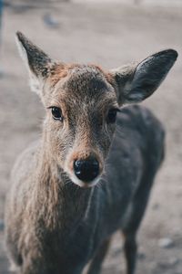 Close-up portrait of deer on field
