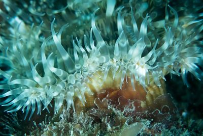 Close-up of jellyfish in water