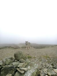 Wolfdog standing on field against sky in foggy weather