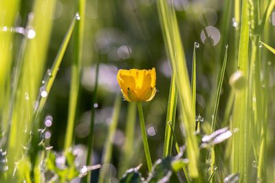 Close-up of yellow flowering plants on field