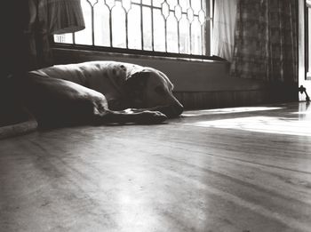 Close-up of dog relaxing on floor