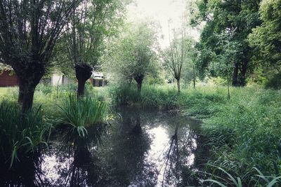 Scenic view of lake in forest