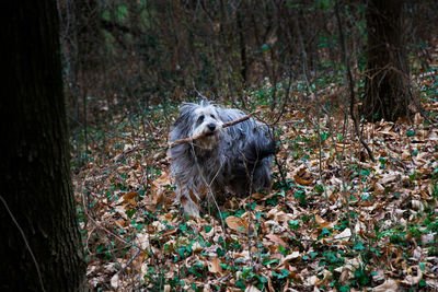 Dog carrying stick in mouth while standing on field in forest during autumn