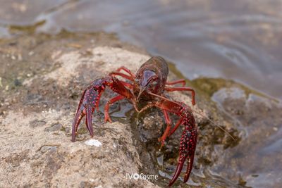 Close-up of crab on beach