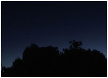 Low angle view of silhouette trees against sky at night