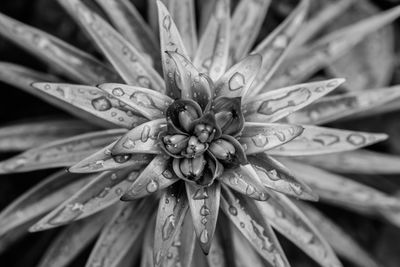 Close-up of raindrops on flower