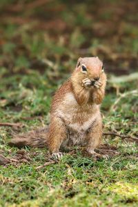 Squirrel on a field