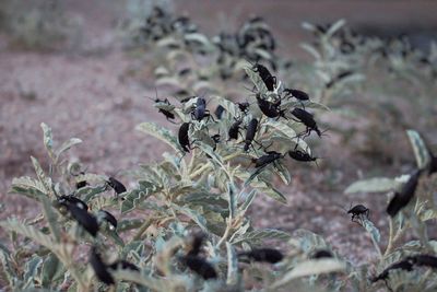 Close-up of plants