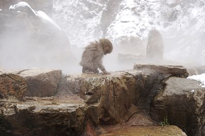 Monkeys in hot spring during winter