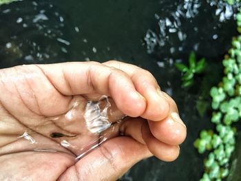 Cropped hand holding fish in shallow water