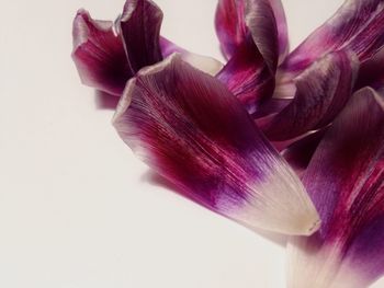 Close-up of pink flowers