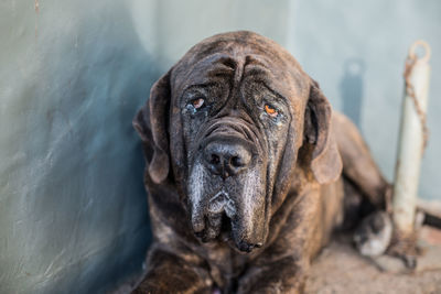 Close-up portrait of a dog