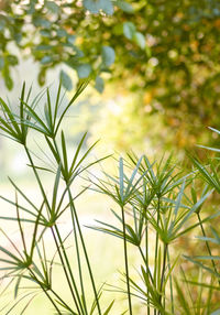 Close-up of flowering plants on field