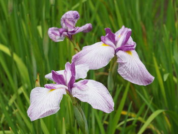 Close-up of purple flowering plants