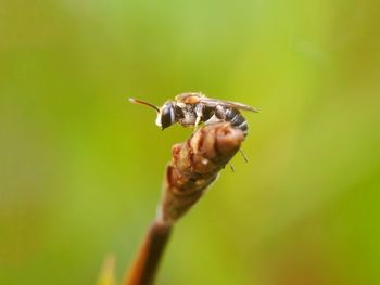 Close-up of bee on plant