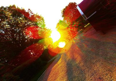 Sun shining through trees