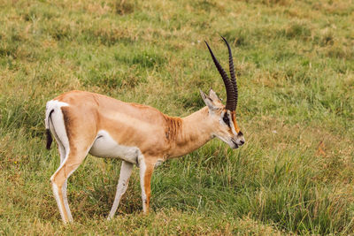 Side view of deer on field